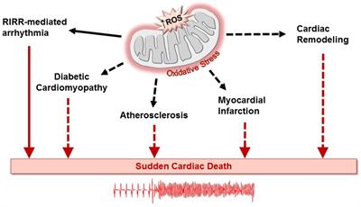 The Mitochondrial Translocator Protein and the Emerging Link Between Oxidative Stress and Arrhythmias in the Diabetic Heart